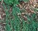 sm_juniperus horizontalis ´emerald spreader´
