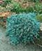 sm_juniperus horizontalis ´glauca´