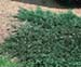 sm_juniperus horizontalis ´wiltonii´