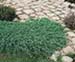 sm_juniperus procumbens ´nana´