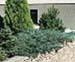 sm_juniperus sabina ´blue danube´