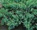 sm_juniperus sabina ´rockery gem´