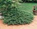 sm_juniperus sabina ´tamariscifolia´