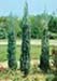 sm_juniperus scopulorum ´skyrocket´