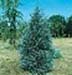 sm_juniperus scopulorum ´springbank´