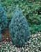 sm_juniperus scopulorum ´wichita blue´