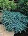sm_juniperus squamata ´blue carpet´