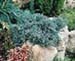 sm_juniperus squamata ´blue star´