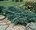 sm_juniperus virginiana ´blue arrow´