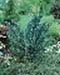 sm_juniperus x media ´blaauw´