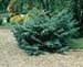 sm_juniperus x media ´hetzii´