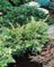sm_juniperus x media ´mordigan gold´
