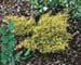 sm_juniperus x media gold sovereign ® ´blound´